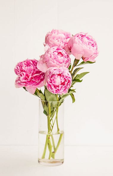 Artvin Çiçek Modelleri